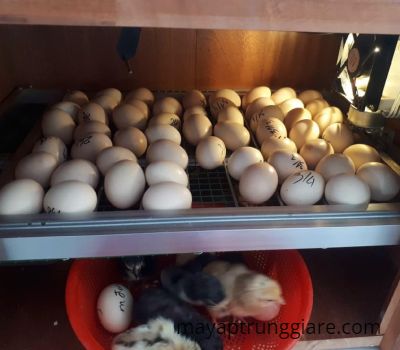 Cách tăng độ ẩm cho máy ấp trứng như thế nào?